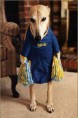 /album/fotos/honden-10-jpg/